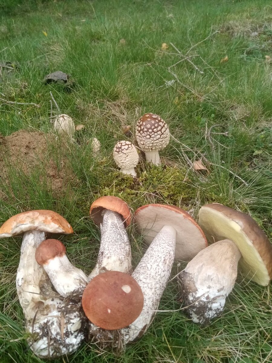Как правильно собирать мухоморы