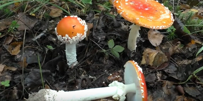 Мухомор красный (Amanita muscaria) - фото, описание