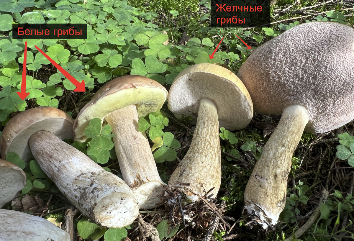 Самые распространенные грибы в мире – самые невкусные?