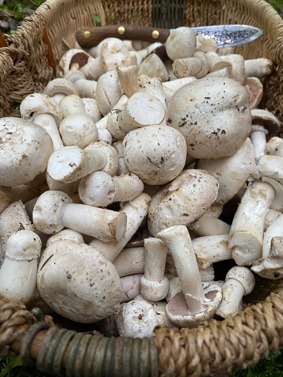 Различные стадии развития красного мухомора - Amanita Muscaria