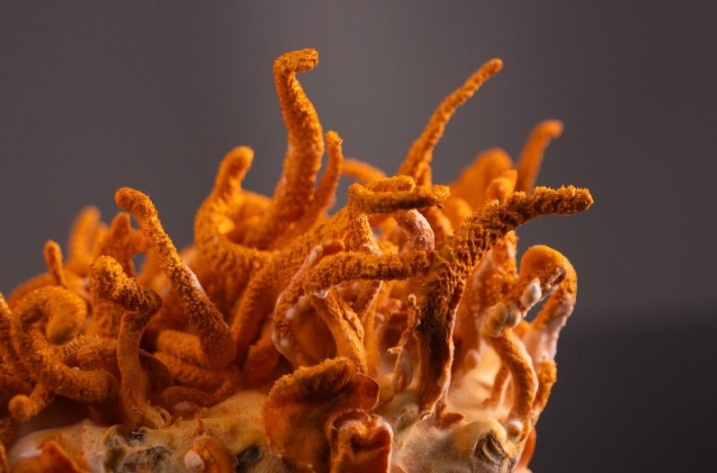 Кордицепс военный — секрет здоровья, энергии и долголетия