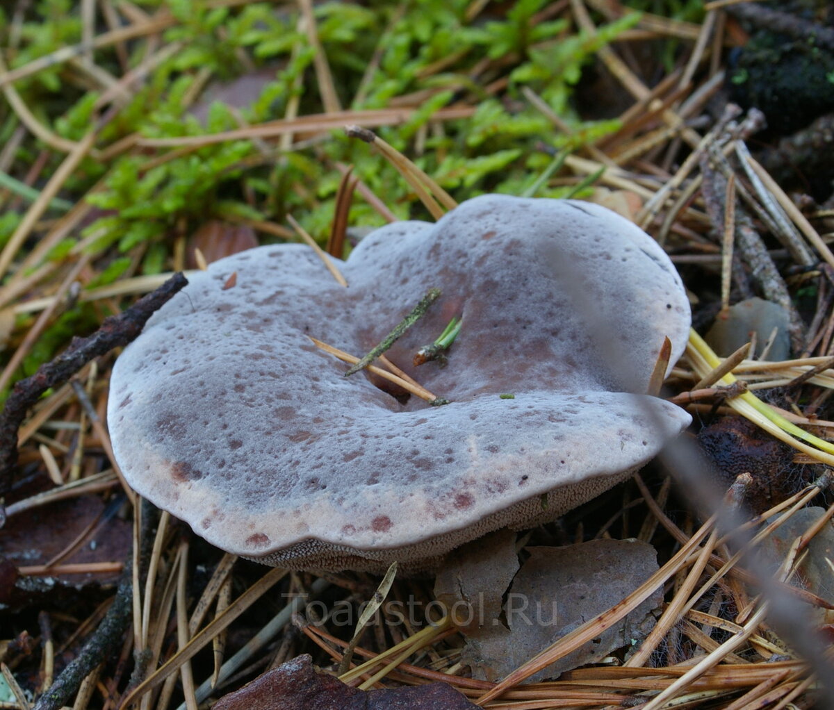 Зерномицелий ежовика гребенчатого