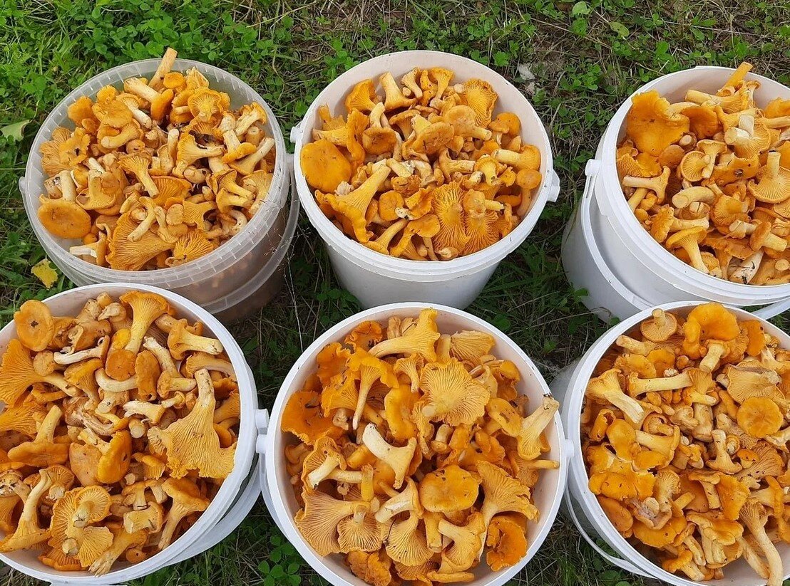 Лисички – не только вкусно, но и полезно!