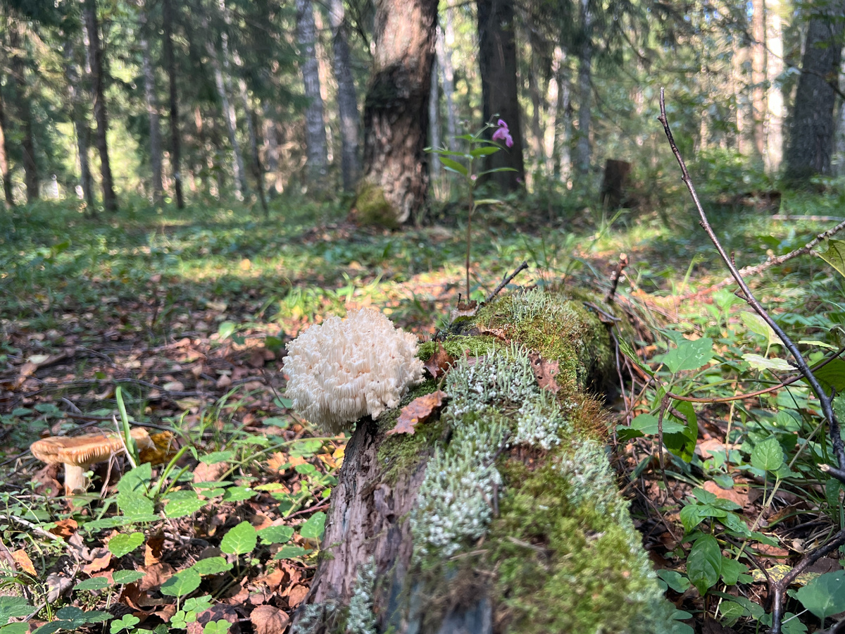 Готовим гриб майтаке