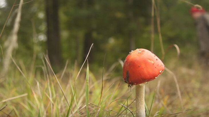 Мухоморы: съедобные и ядовитые, около 600 видов мухоморов по всему миру