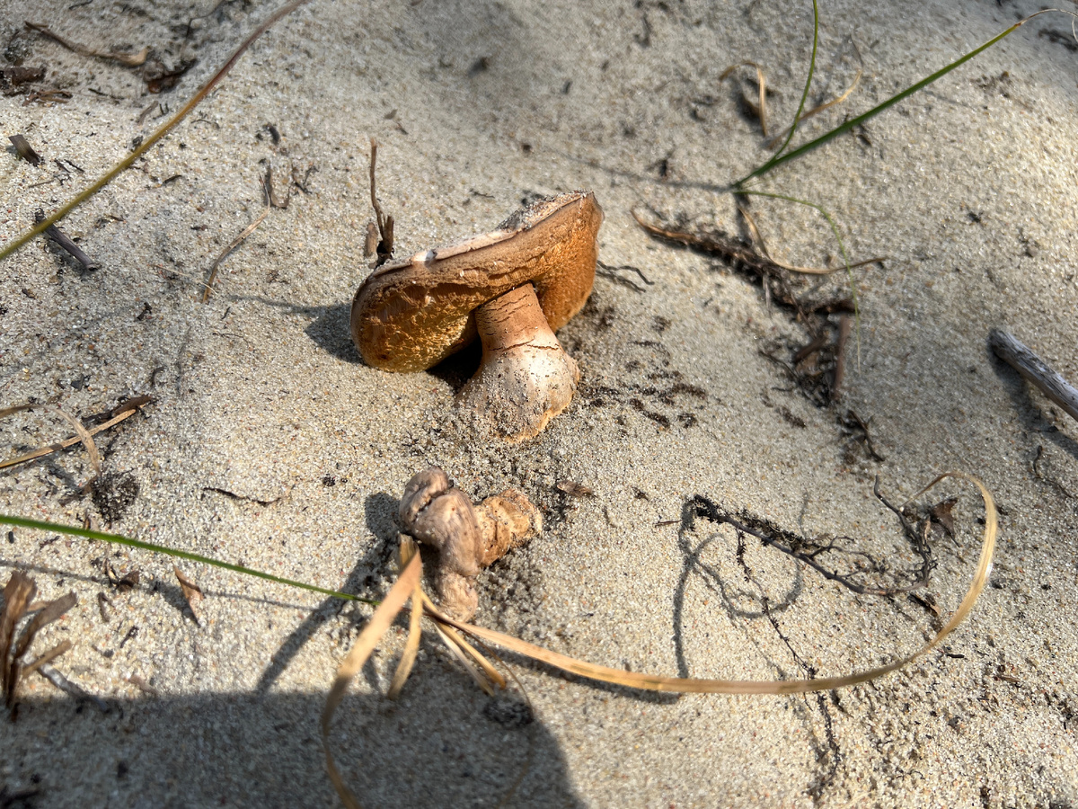 Самые распространенные грибы в мире – самые невкусные?