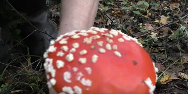 Различные стадии развития красного мухомора - Amanita Muscaria