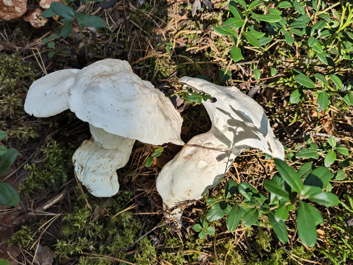 Съедобный или ядовитый гриб? Особенности грибной культуры в разных странах