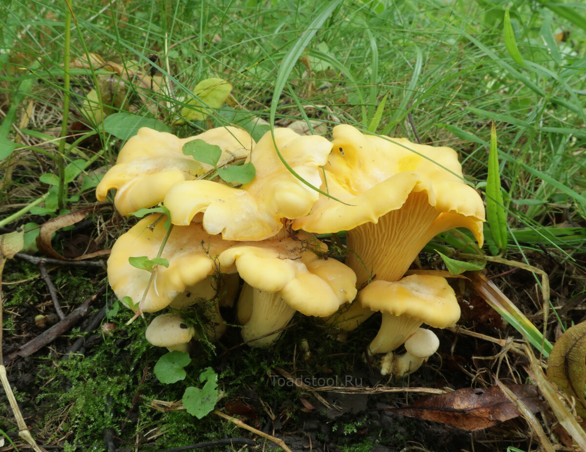 Лисички – не только вкусно, но и полезно!