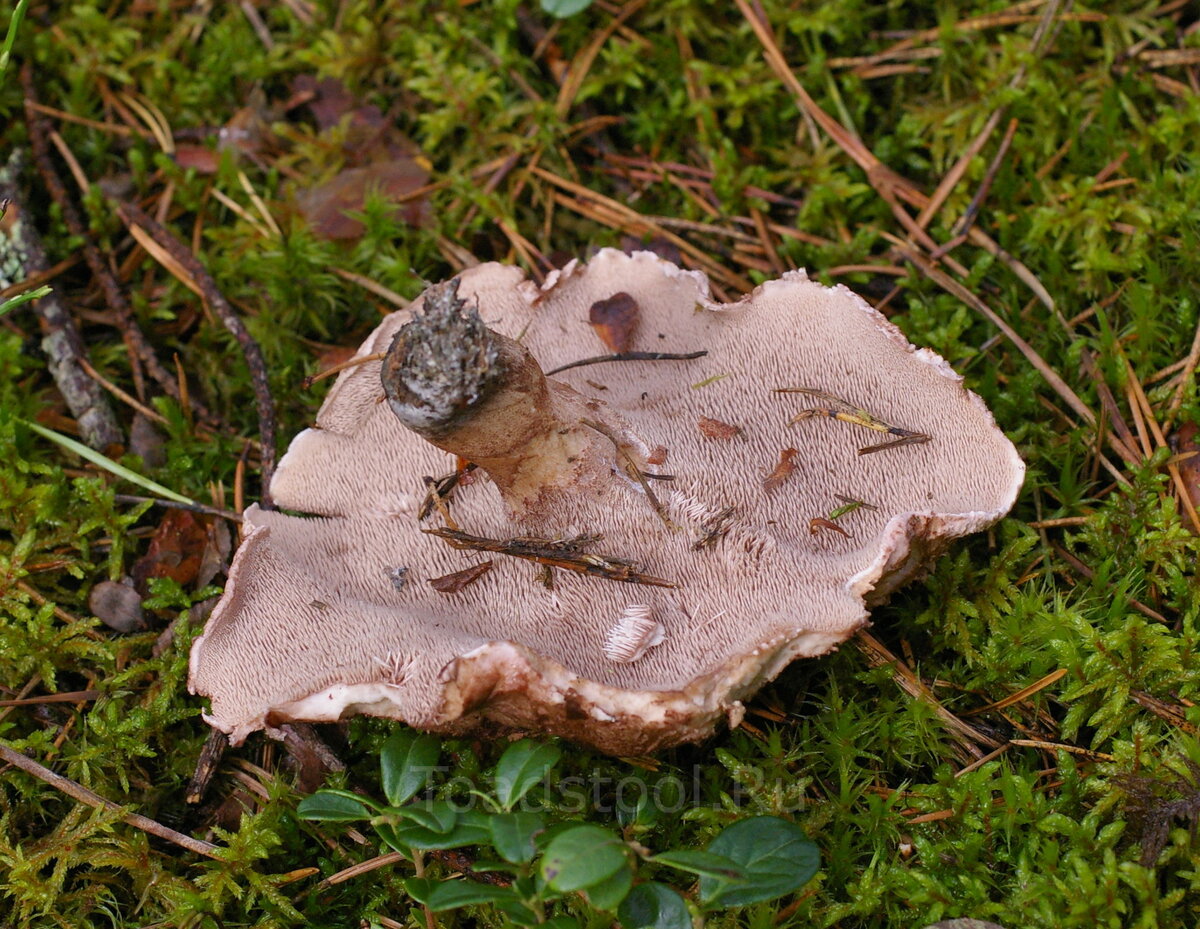 Зерномицелий ежовика гребенчатого