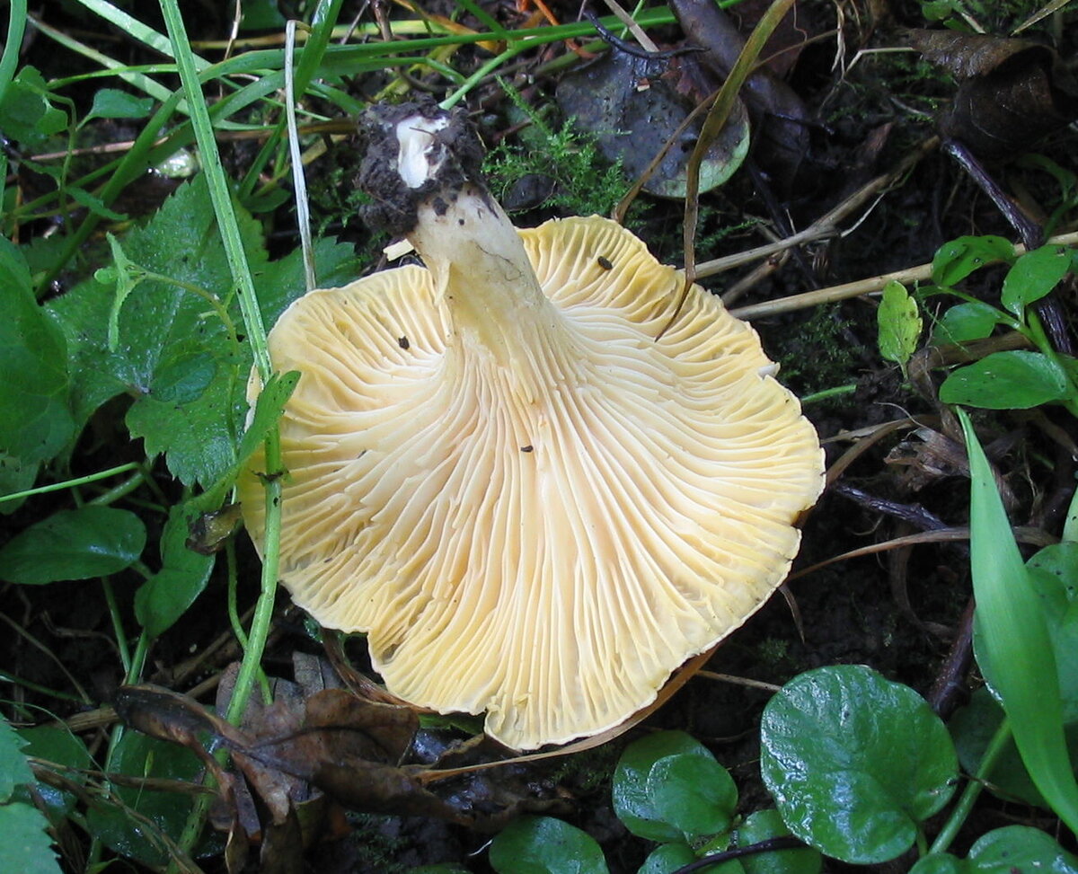 Лисички – не только вкусно, но и полезно!