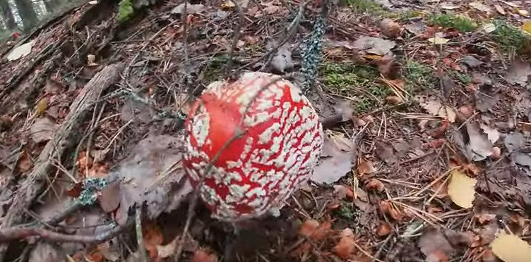 Первые свидетельства использования красного мухомора