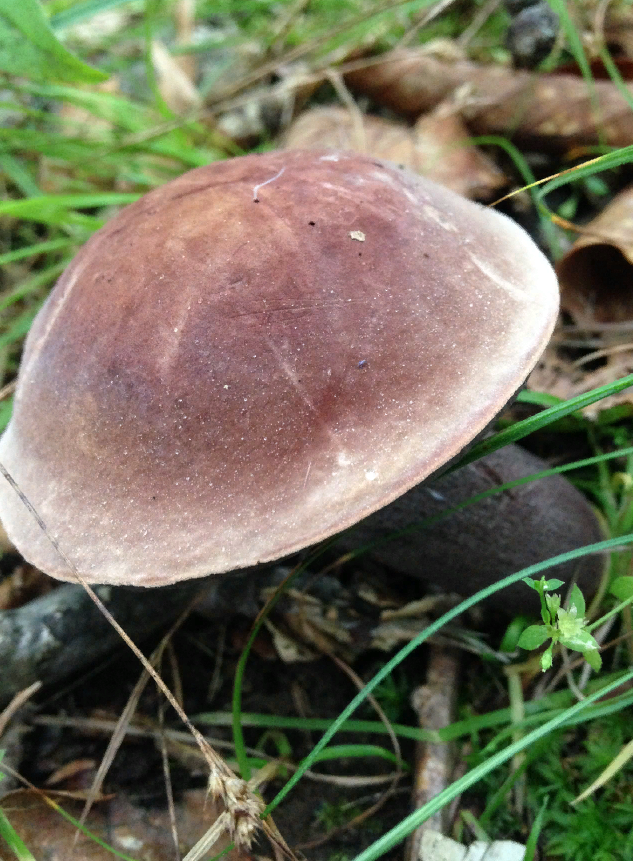 Самые распространенные грибы в мире – самые невкусные?