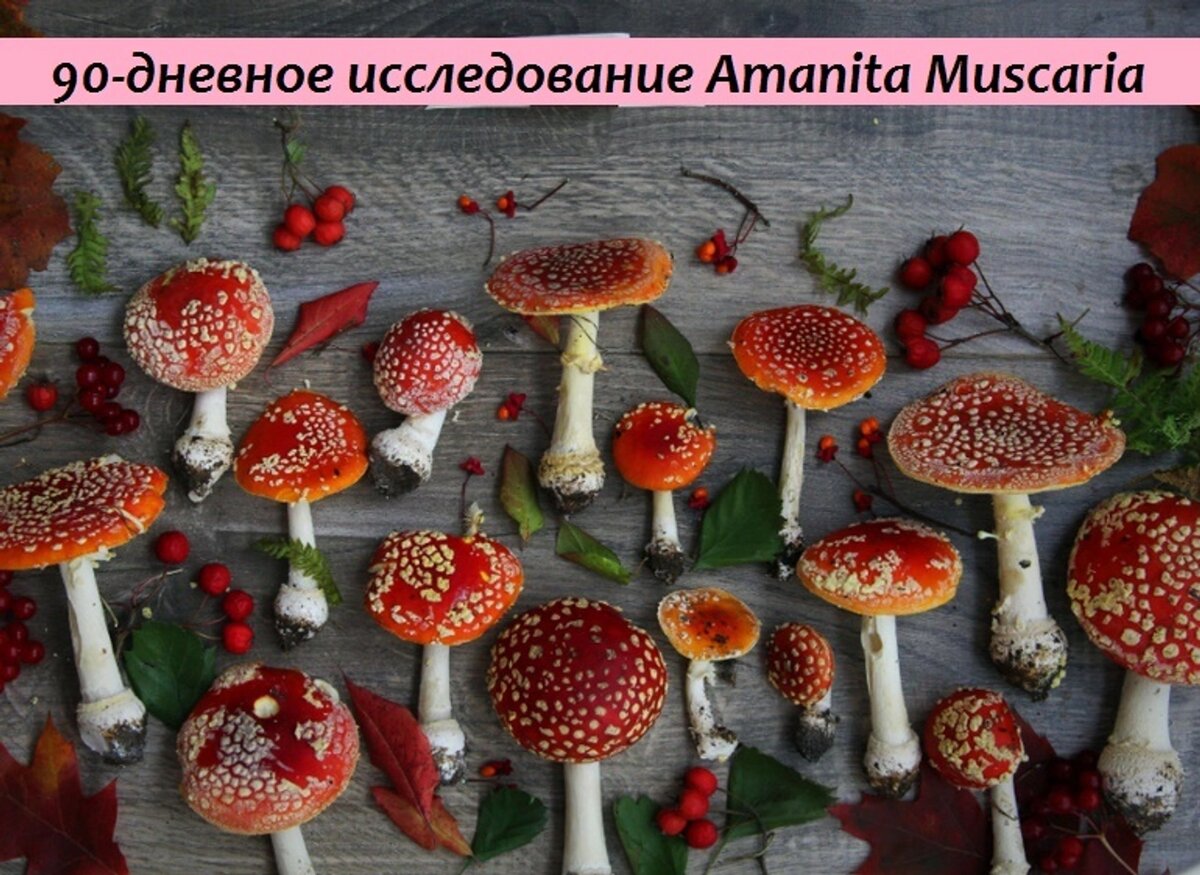 Мухомор не токсичен?! Результаты исследований