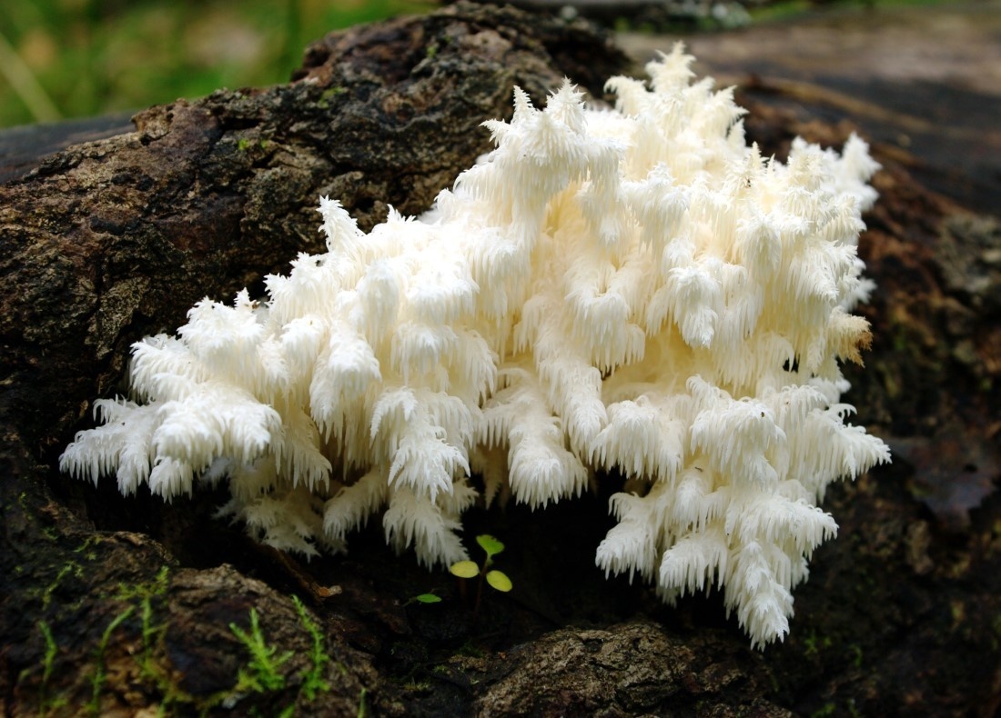 Готовим гриб майтаке