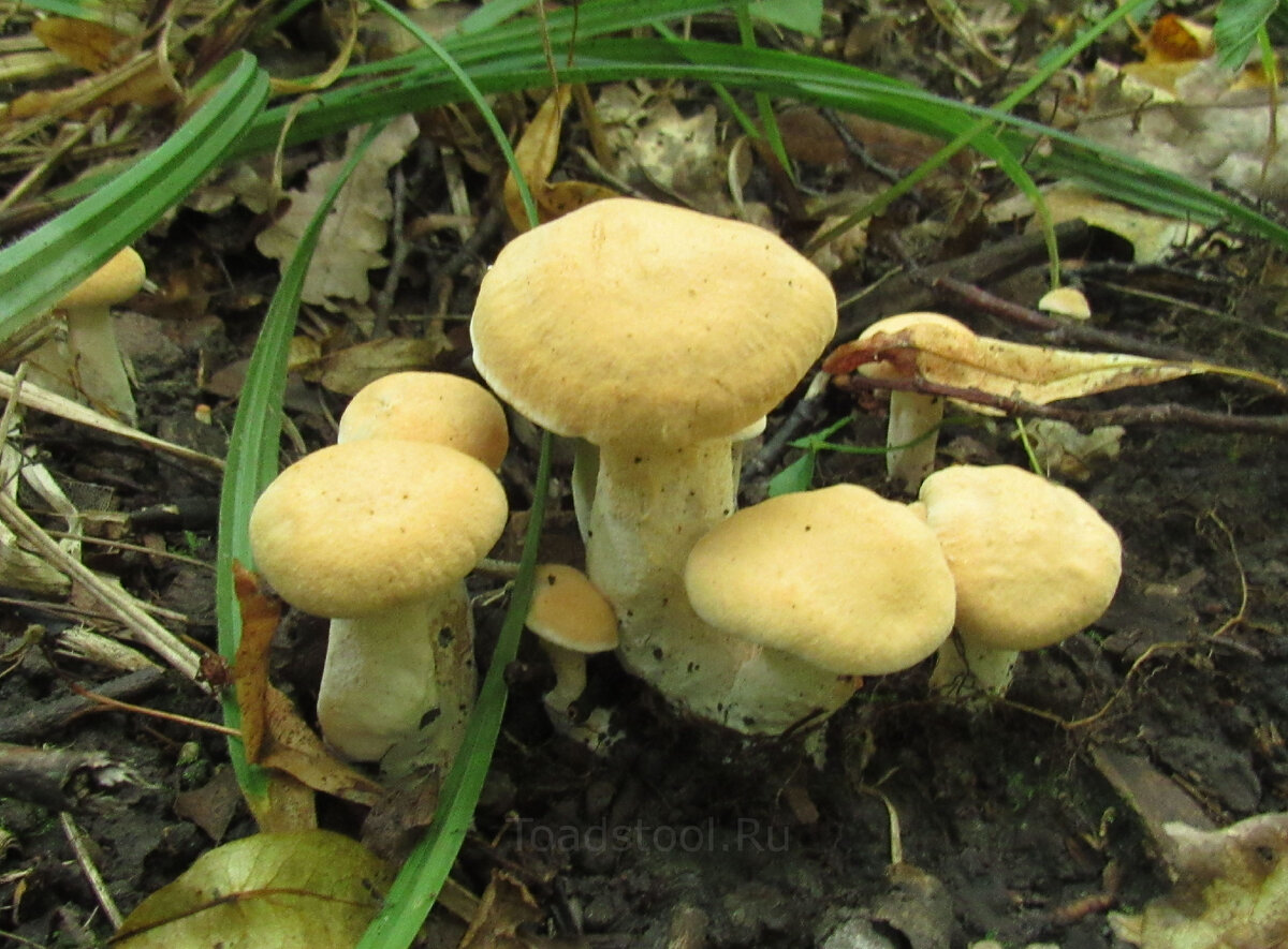 Зерномицелий ежовика гребенчатого