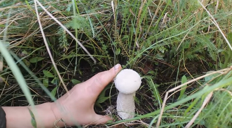 Гриб Головач продолговатый: фото, описание