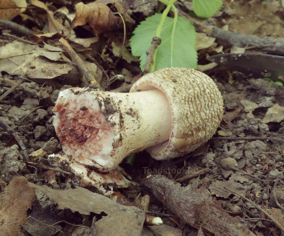 Где найти Красный Мухомор  Amanita Muscaria 