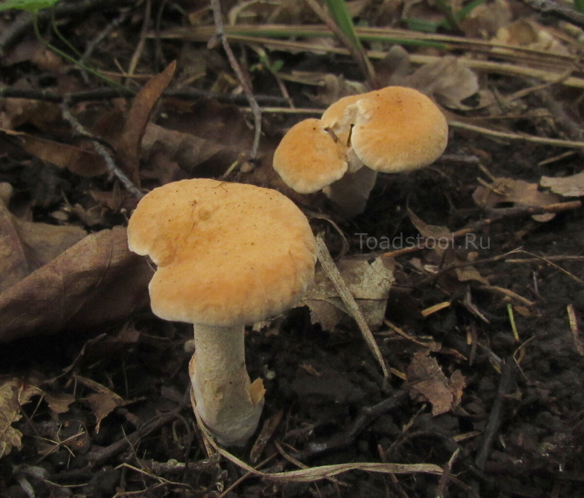 Зерномицелий ежовика гребенчатого