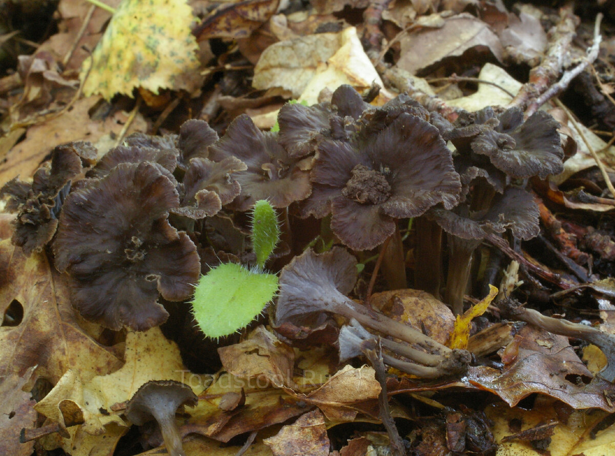 Лисички – не только вкусно, но и полезно!