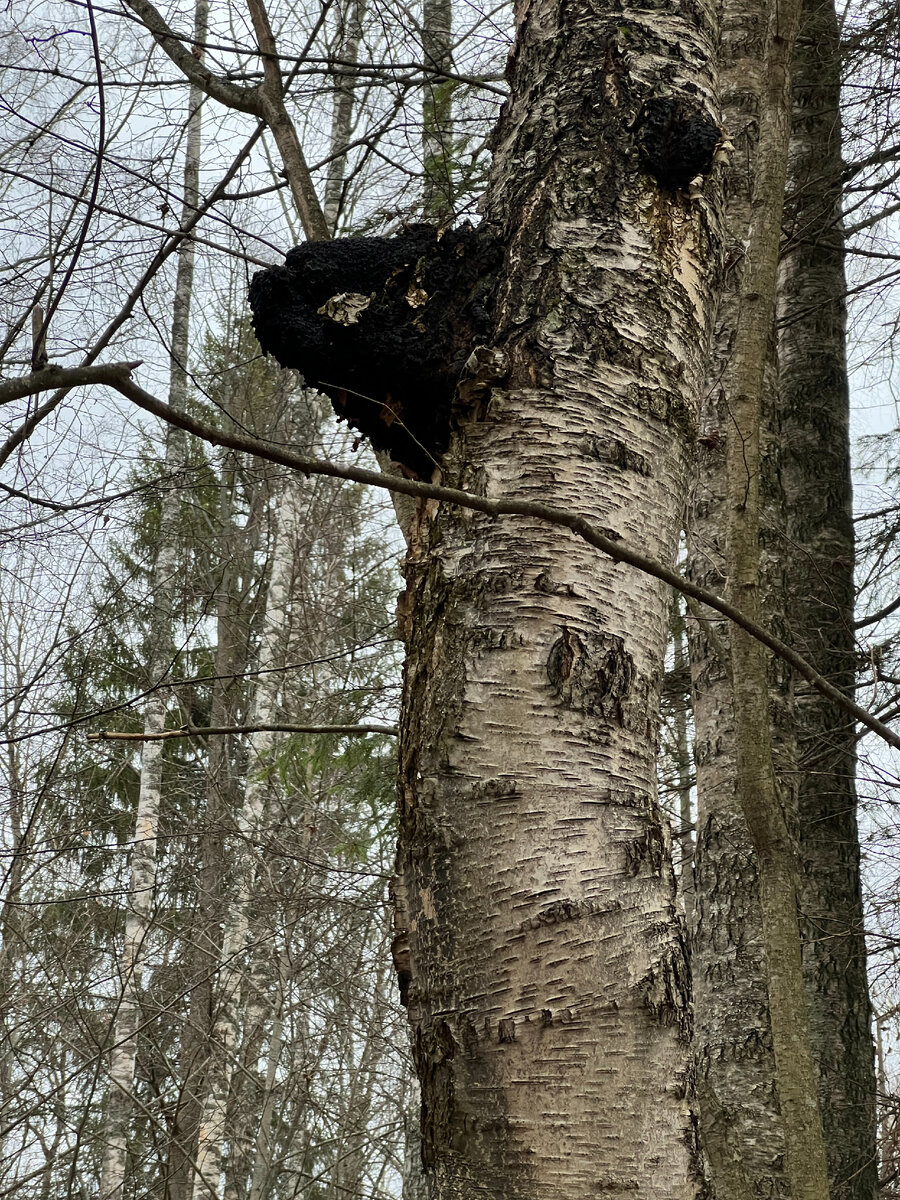 Как правильно собирать и сушить чагу