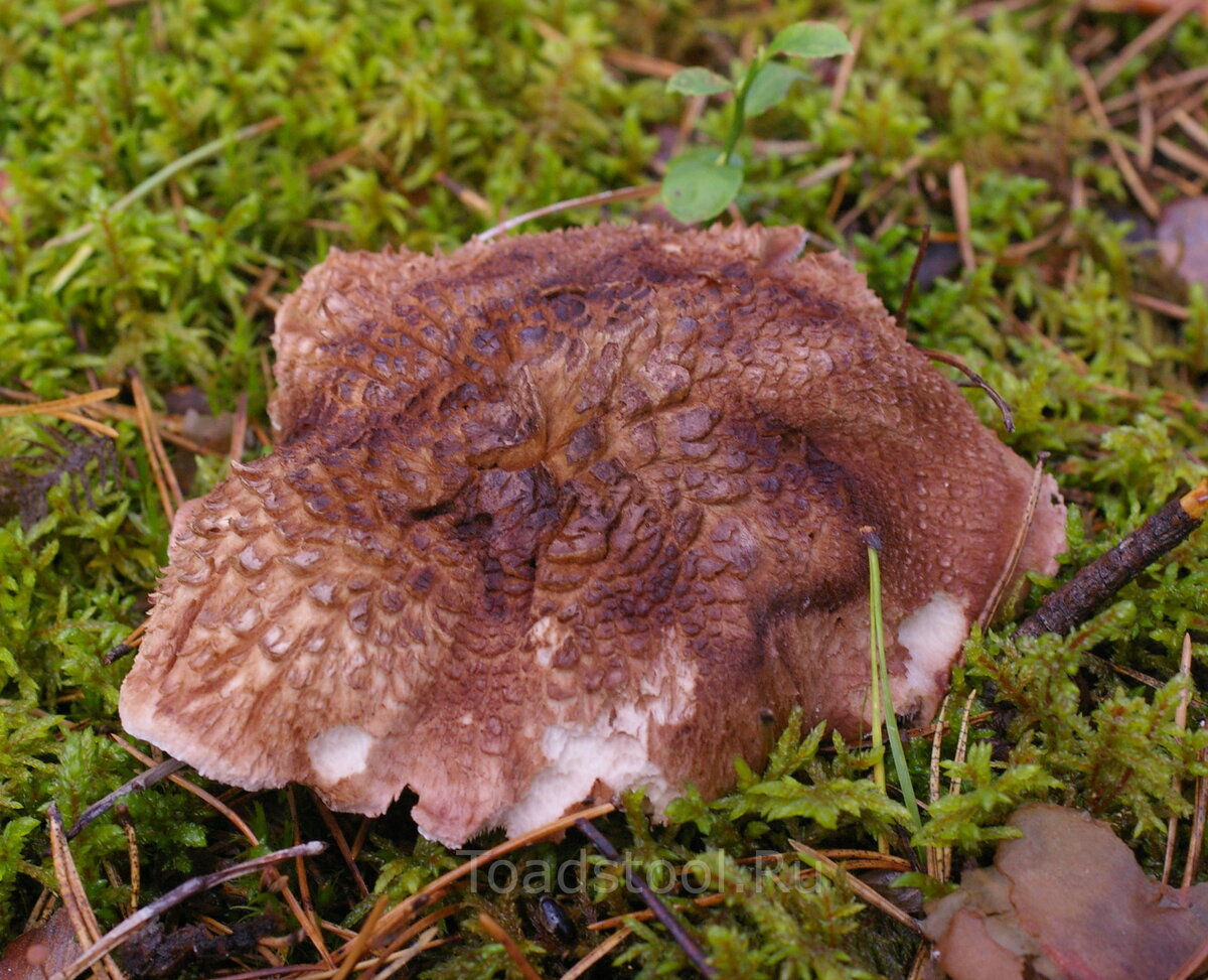 Зерномицелий ежовика гребенчатого