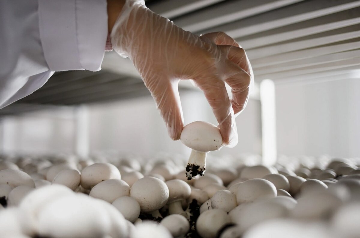 Самые распространенные грибы в мире – самые невкусные?