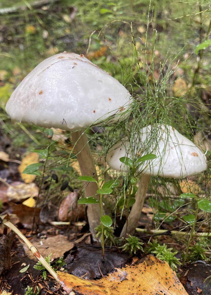 Различные стадии развития красного мухомора - Amanita Muscaria