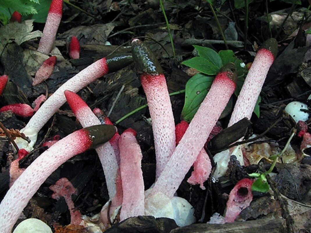 Топ-7 самых необычных грибов