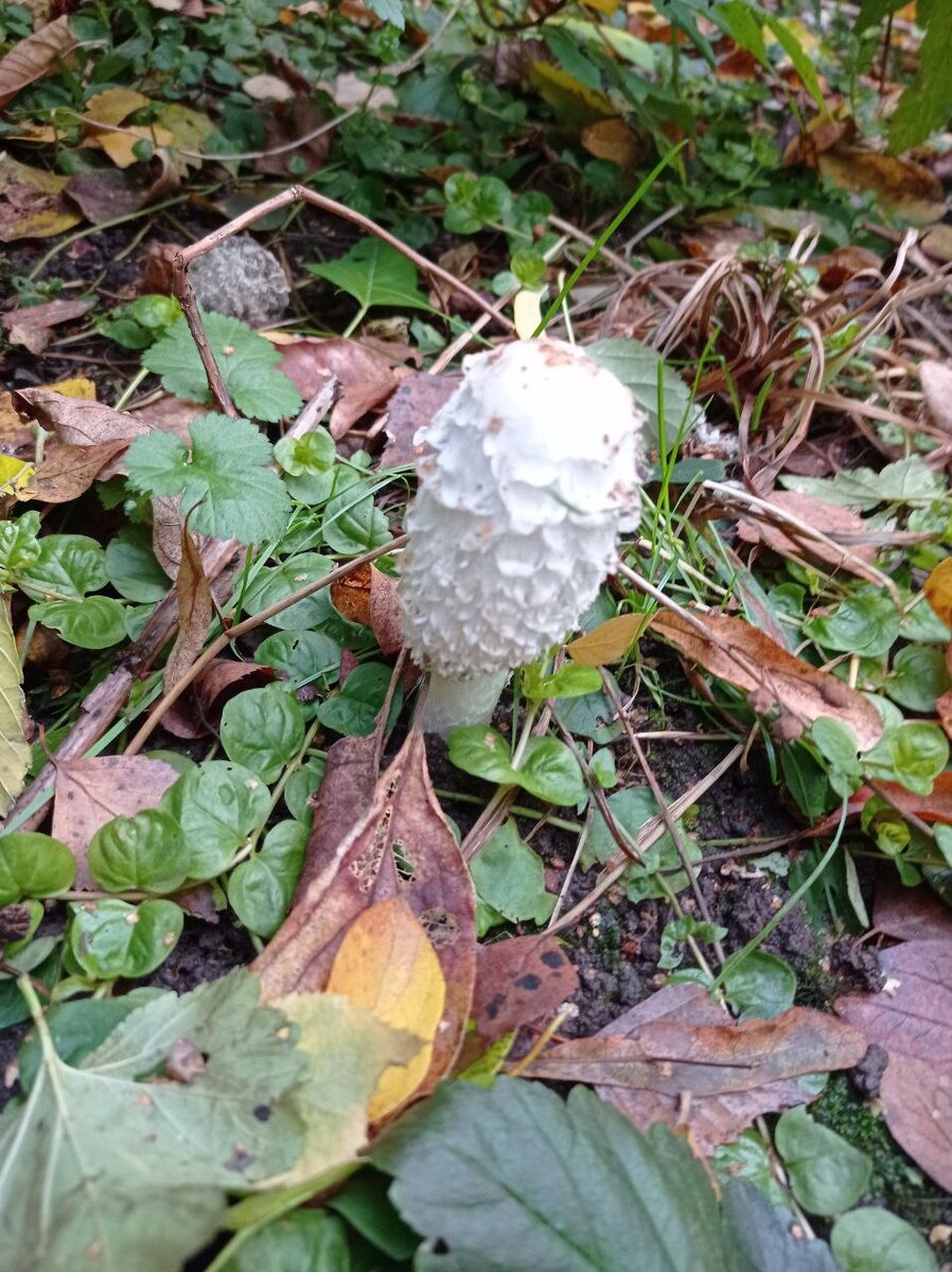Один белый, другой серый - два лица одного рода Копринус