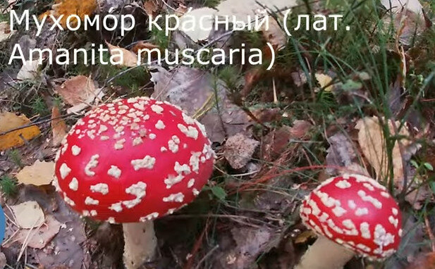 Первые свидетельства использования красного мухомора