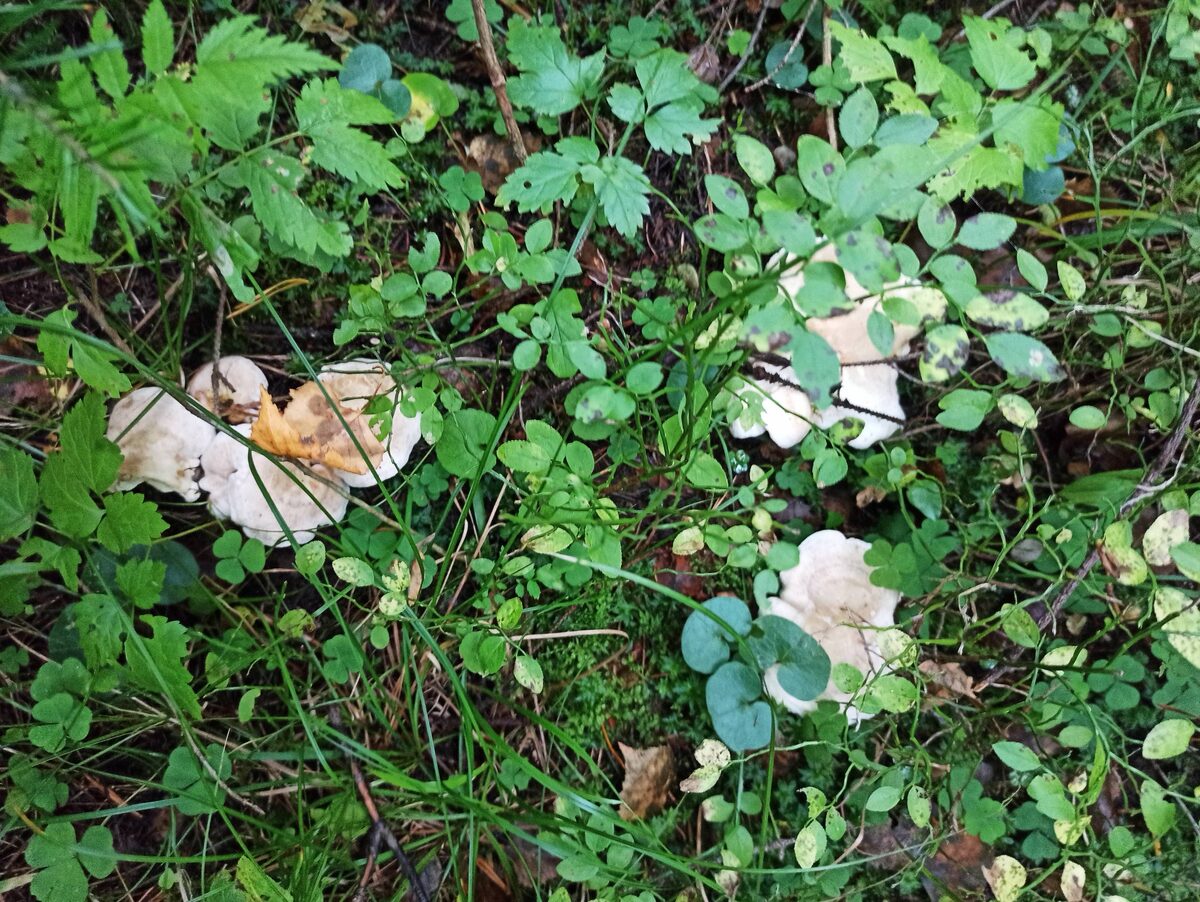 Съедобный или ядовитый гриб? Особенности грибной культуры в разных странах