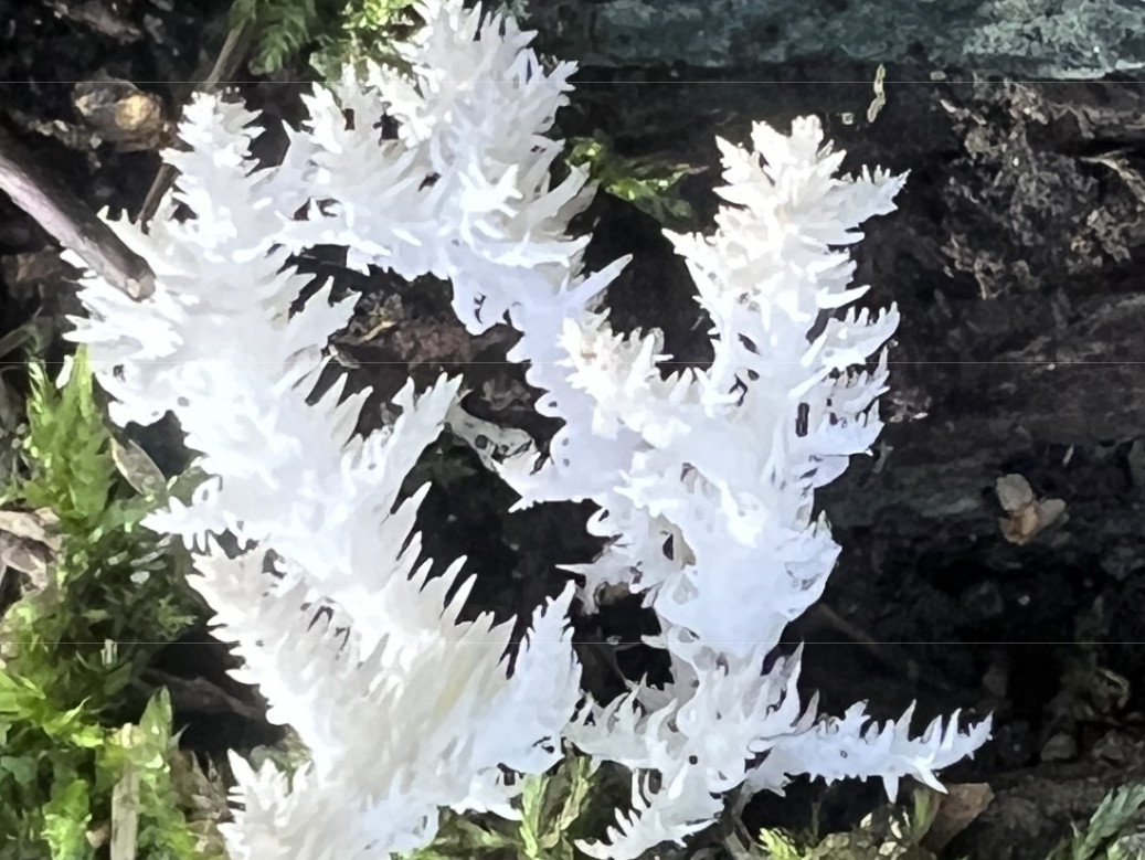 Готовим гриб майтаке