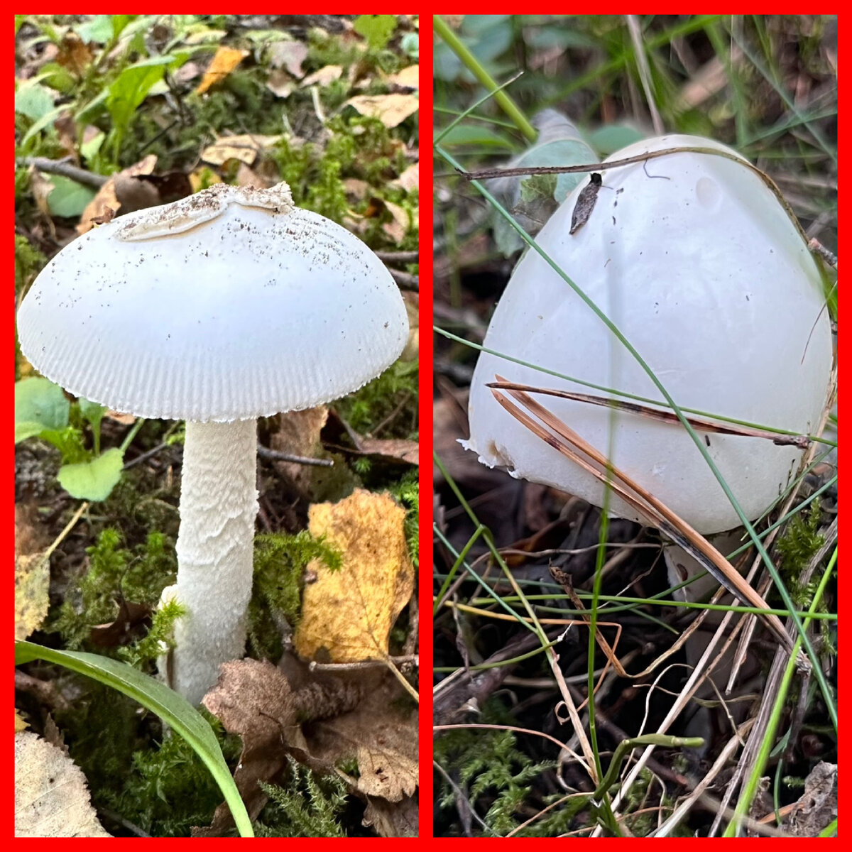 Различные стадии развития красного мухомора - Amanita Muscaria