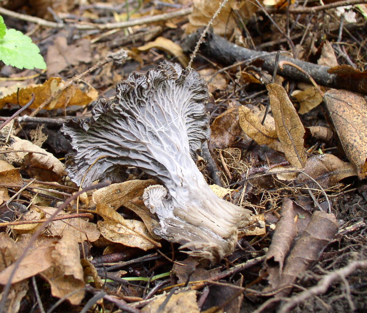 Лисички – не только вкусно, но и полезно!
