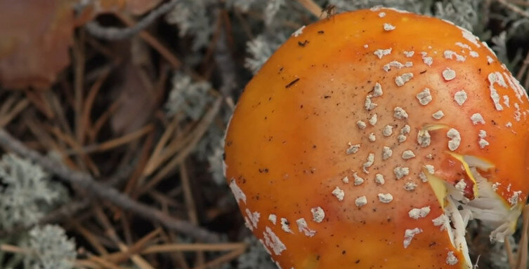 Мухоморы: съедобные и ядовитые, около 600 видов мухоморов по всему миру