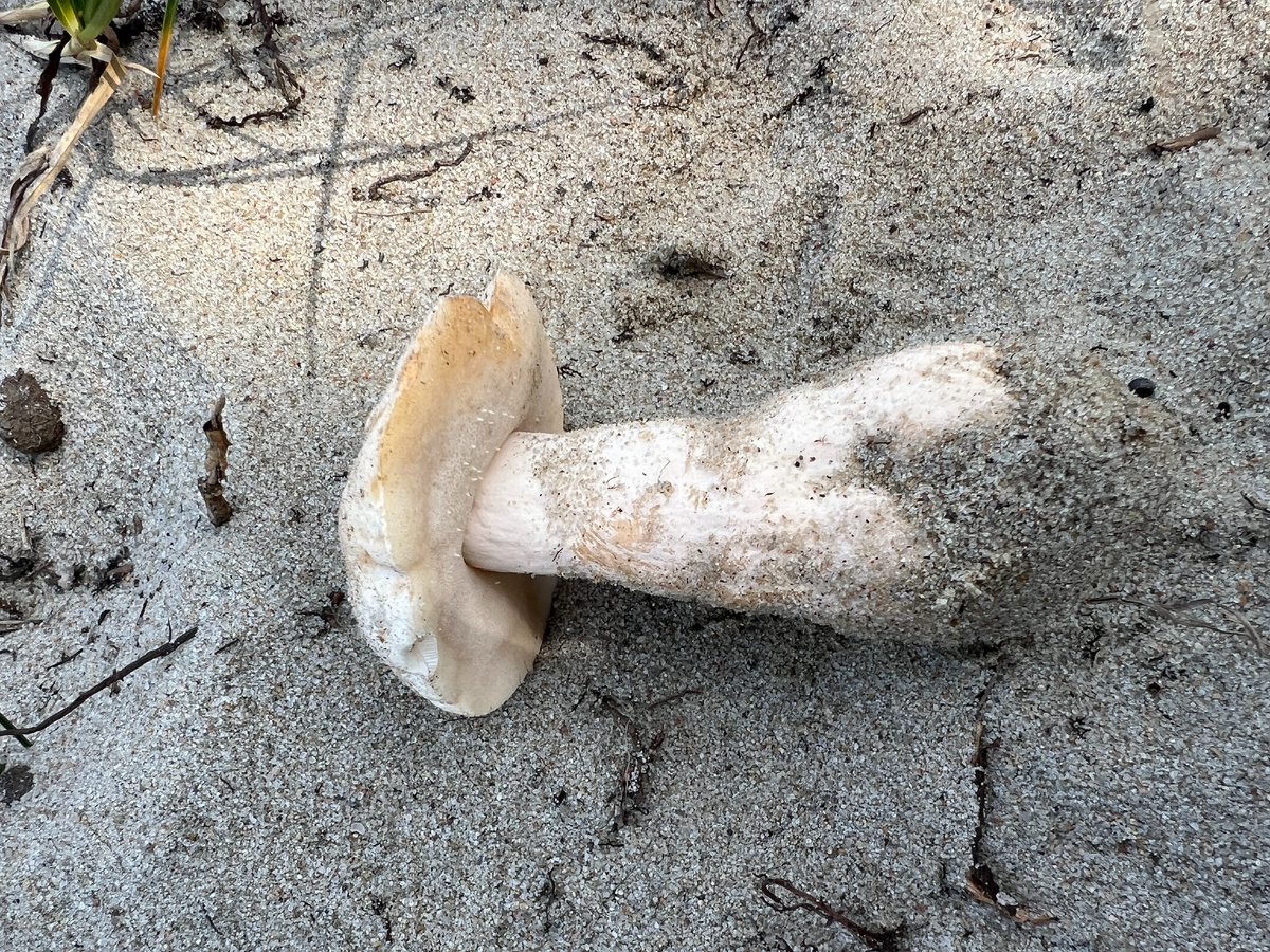 Самые распространенные грибы в мире – самые невкусные?