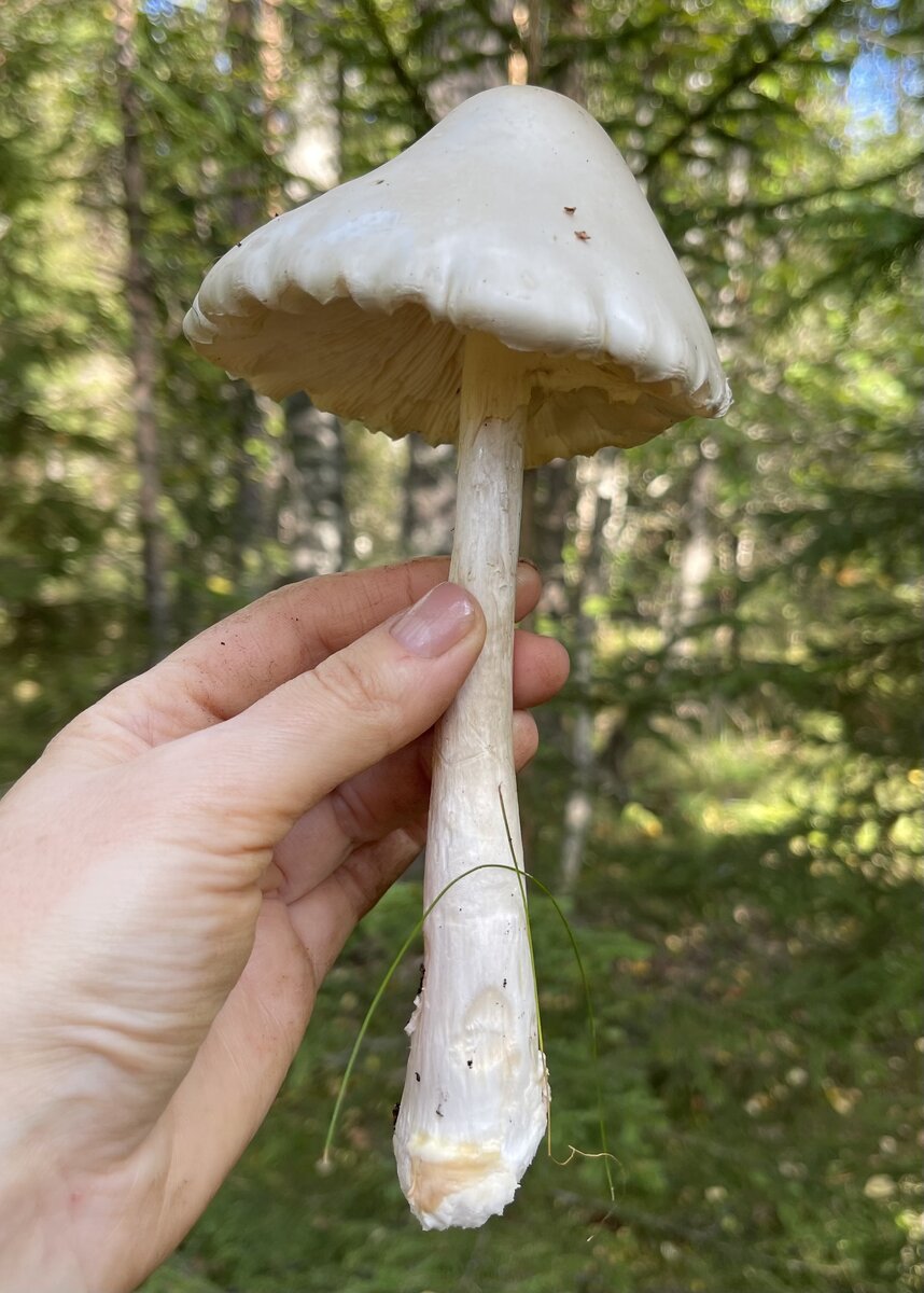 Различные стадии развития красного мухомора - Amanita Muscaria