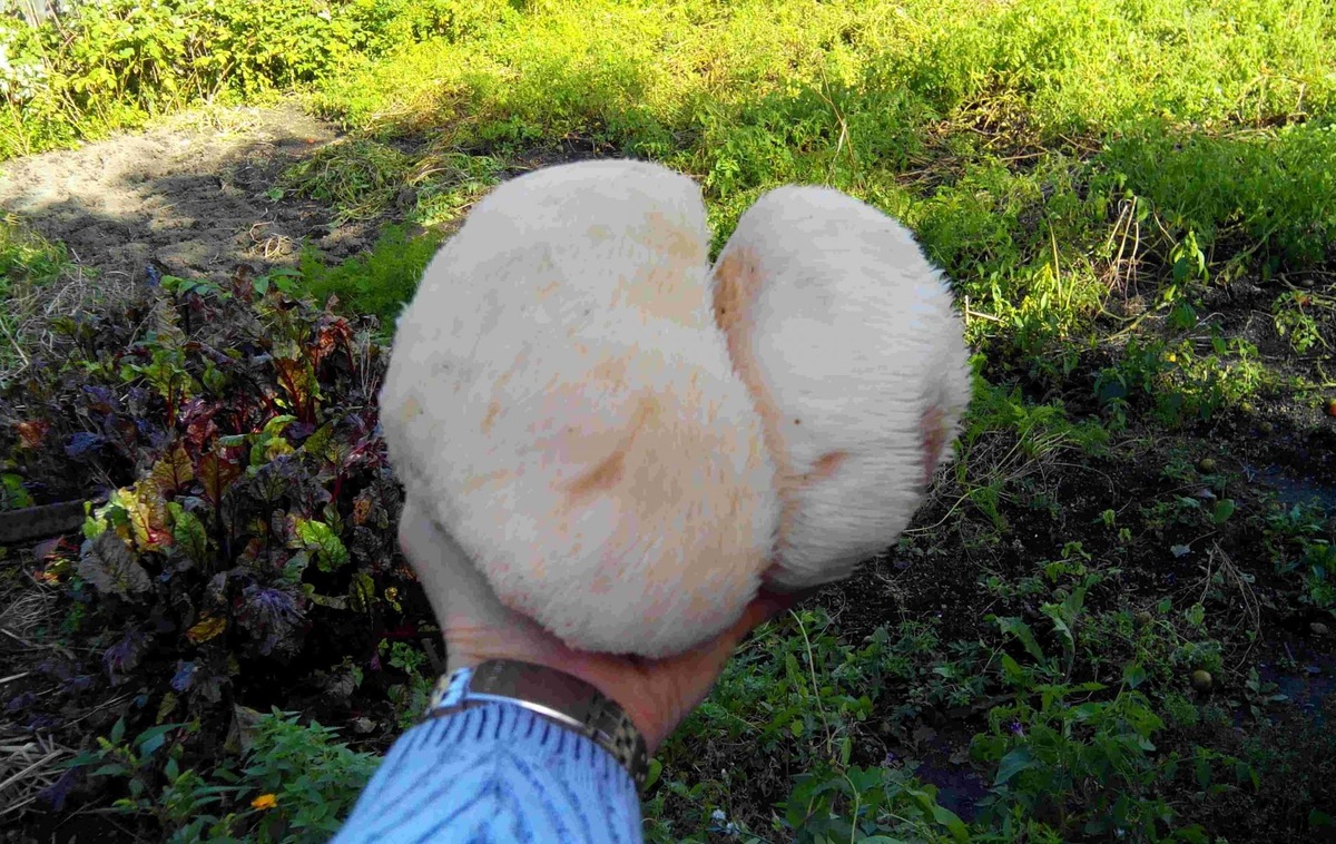 Готовим гриб майтаке