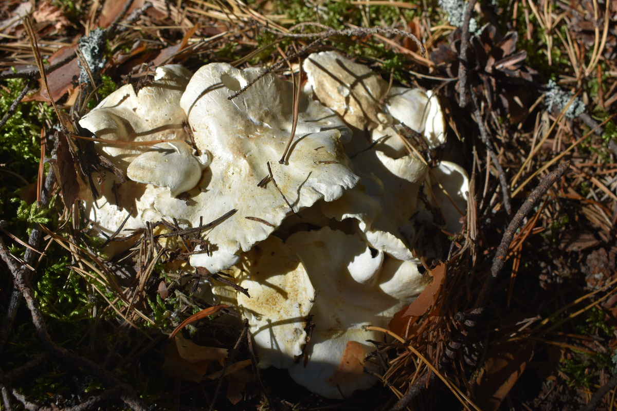 Съедобный или ядовитый гриб? Особенности грибной культуры в разных странах