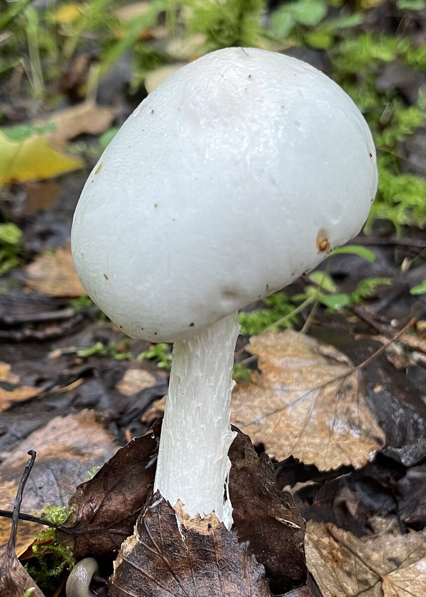 Различные стадии развития красного мухомора - Amanita Muscaria