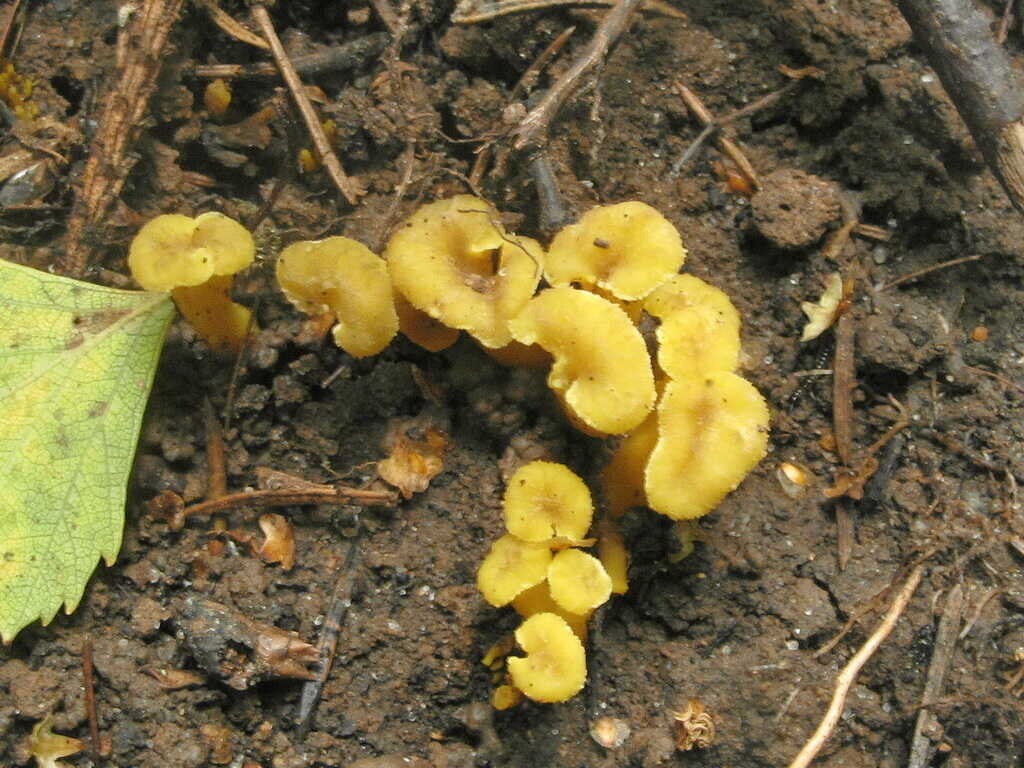 Лисички – не только вкусно, но и полезно!