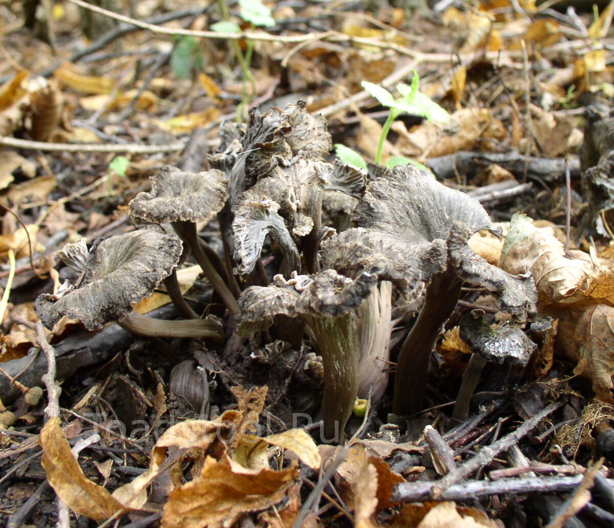 Лисички – не только вкусно, но и полезно!