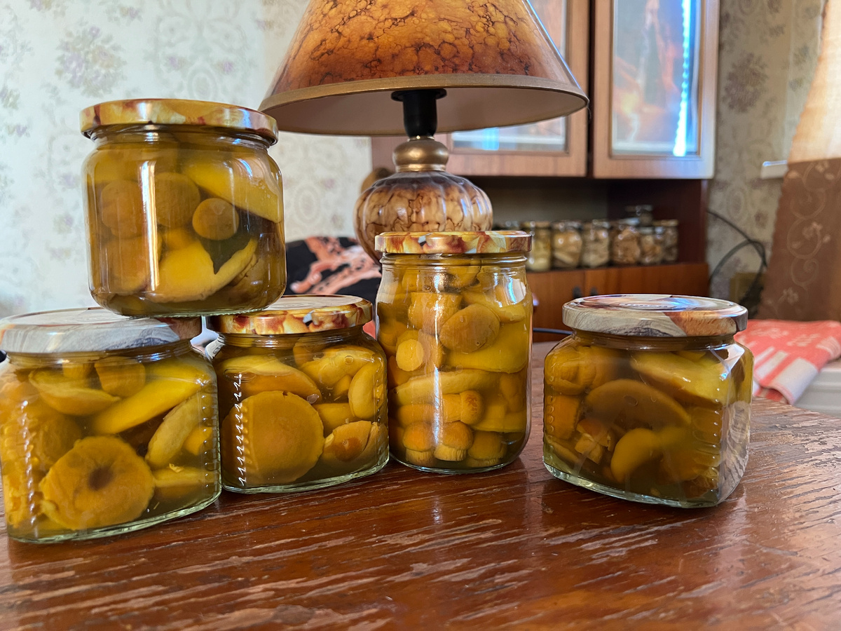 Самые распространенные грибы в мире – самые невкусные?