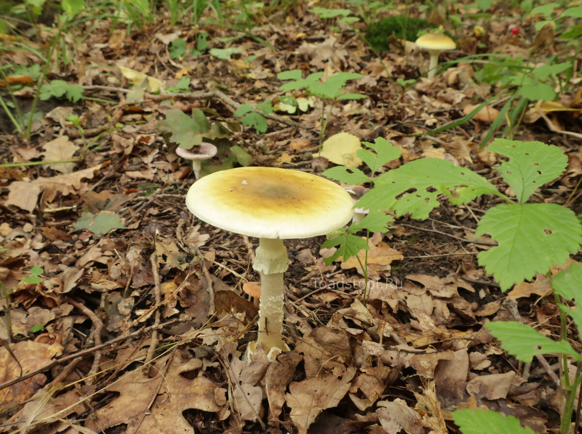 Топ-7 самых необычных грибов