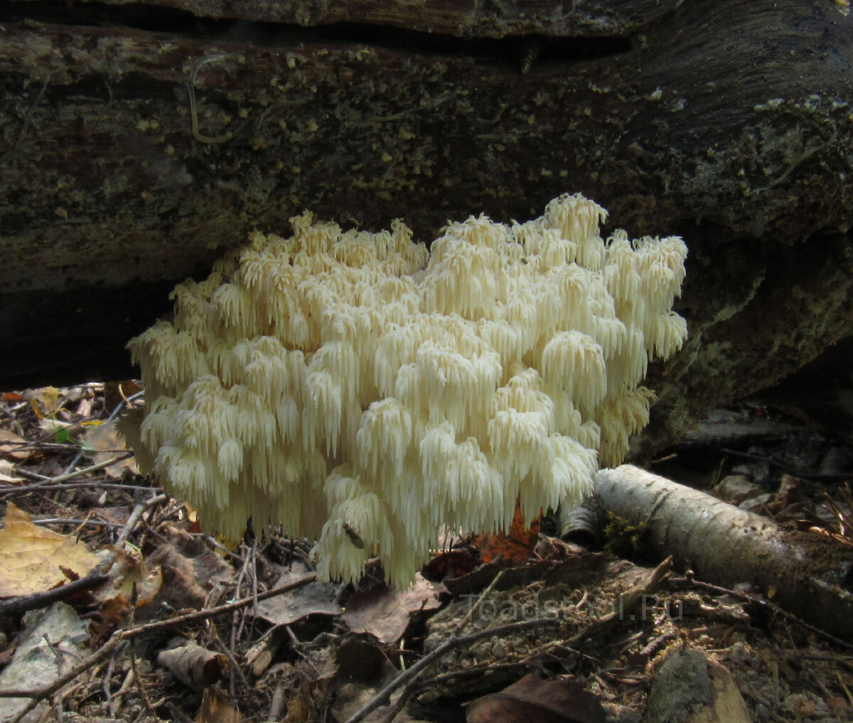 Зерномицелий ежовика гребенчатого