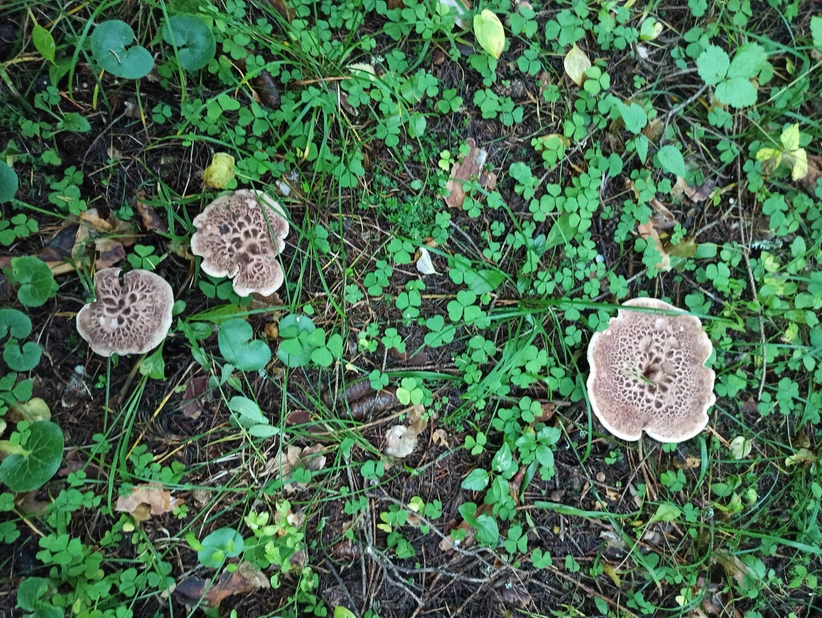 Съедобный или ядовитый гриб? Особенности грибной культуры в разных странах