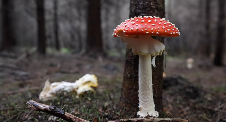 Как сушить мухоморы в духовке?