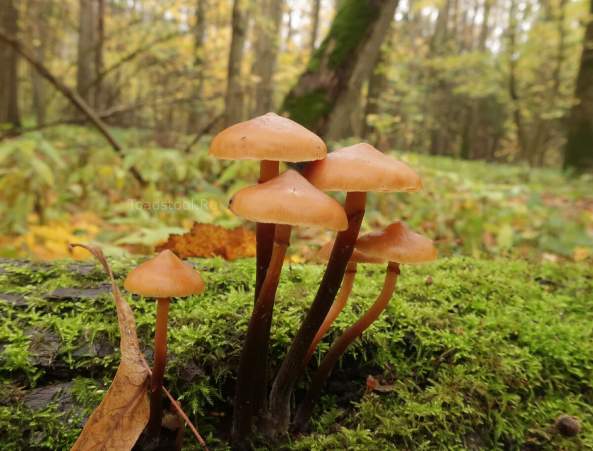 Топ-7 самых необычных грибов