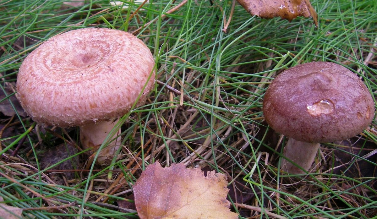 Съедобный или ядовитый гриб? Особенности грибной культуры в разных странах